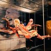 Wycieczka na wystawę Body Worlds - Circle of Life